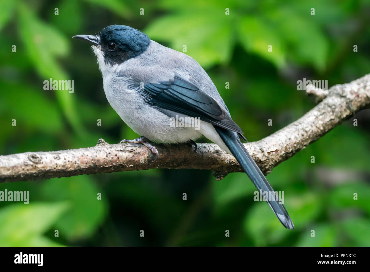 A testa nera (sibia Heterophasia desgodinsi) arroccato nella struttura ad albero, nativo di Cina, Laos e Vietnam Foto Stock