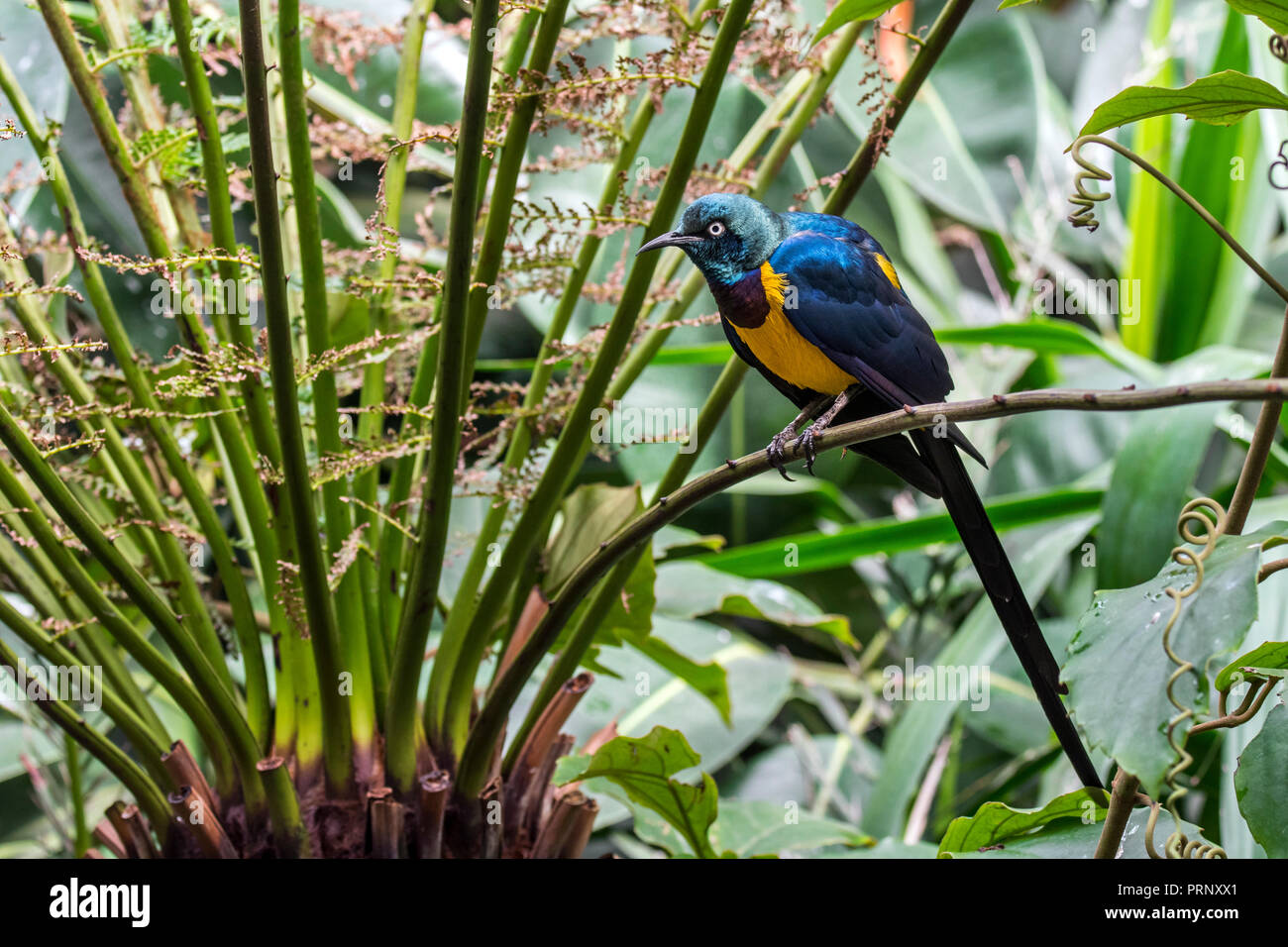 Golden-breasted starling / royal starling (Lamprotornis regius) nativa per l Africa orientale Foto Stock
