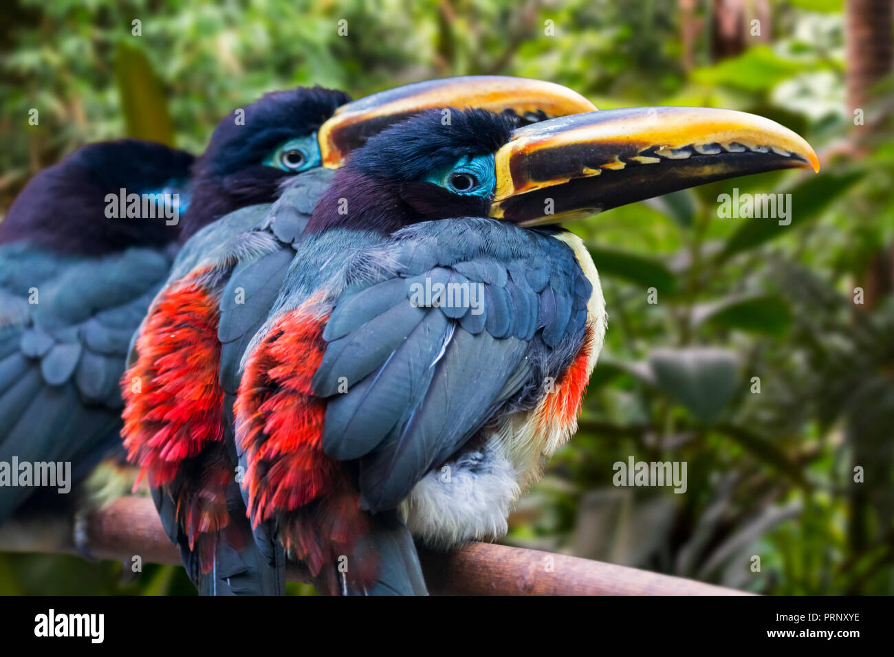 Tre Castagni-eared aracaris / chestnut-eared araçari (Pteroglossus castanotis) arroccato nella struttura ad albero, nativo di America Centrale e America del Sud Foto Stock