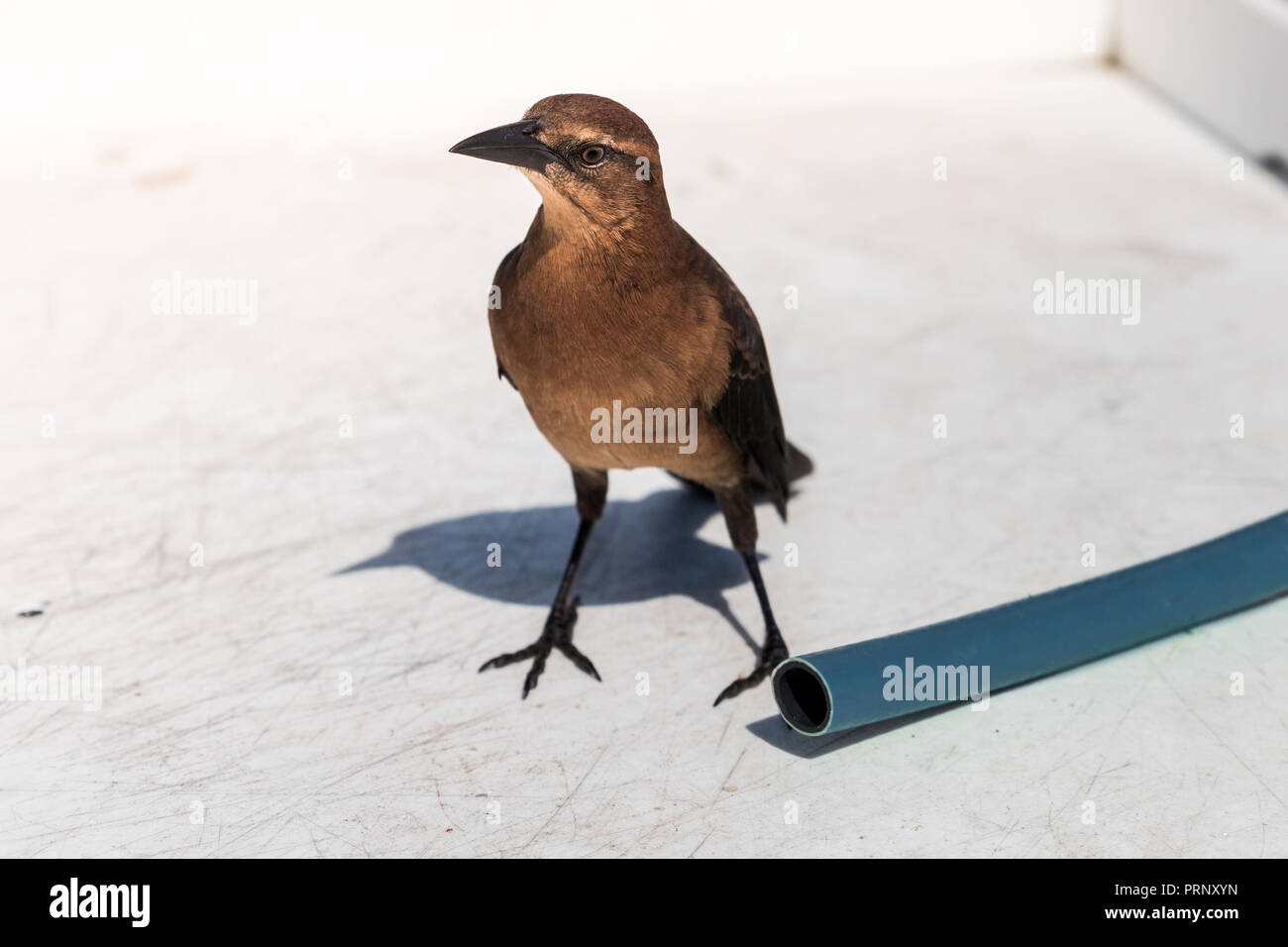 L'uccello e il tubo flessibile Foto Stock