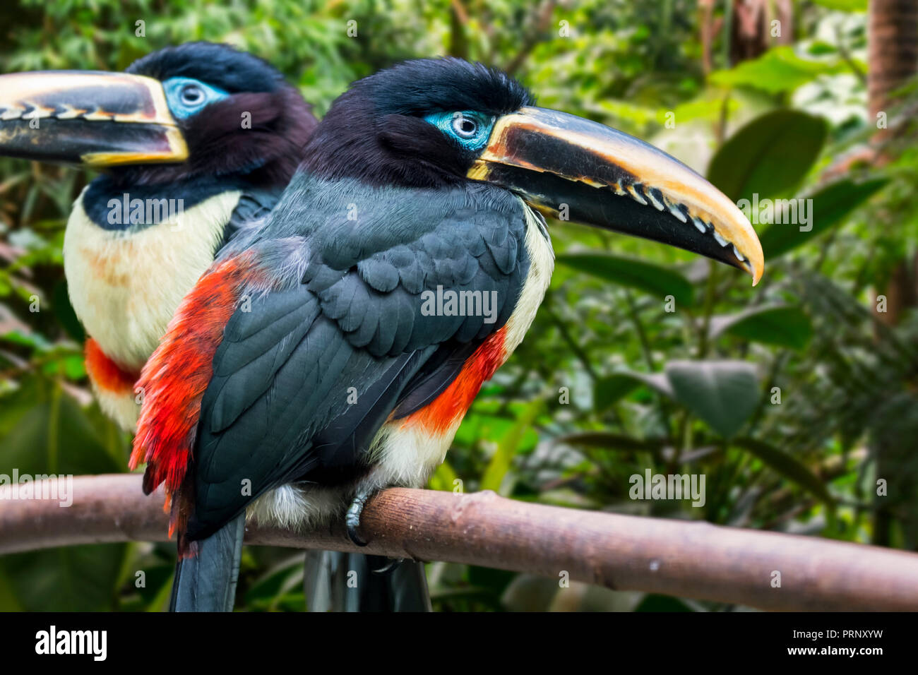 Due Castagni-eared aracaris / chestnut-eared araçari (Pteroglossus castanotis) arroccato nella struttura ad albero, nativo di America Centrale e America del Sud Foto Stock