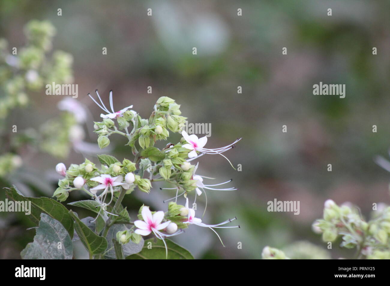 Immagine della splendida natura. I fiori sono principalmente la bellezza della natura.Le immagini sono attraenti anche.possono essere utilizzati per l'immagine di sfondo e sfondo. Foto Stock