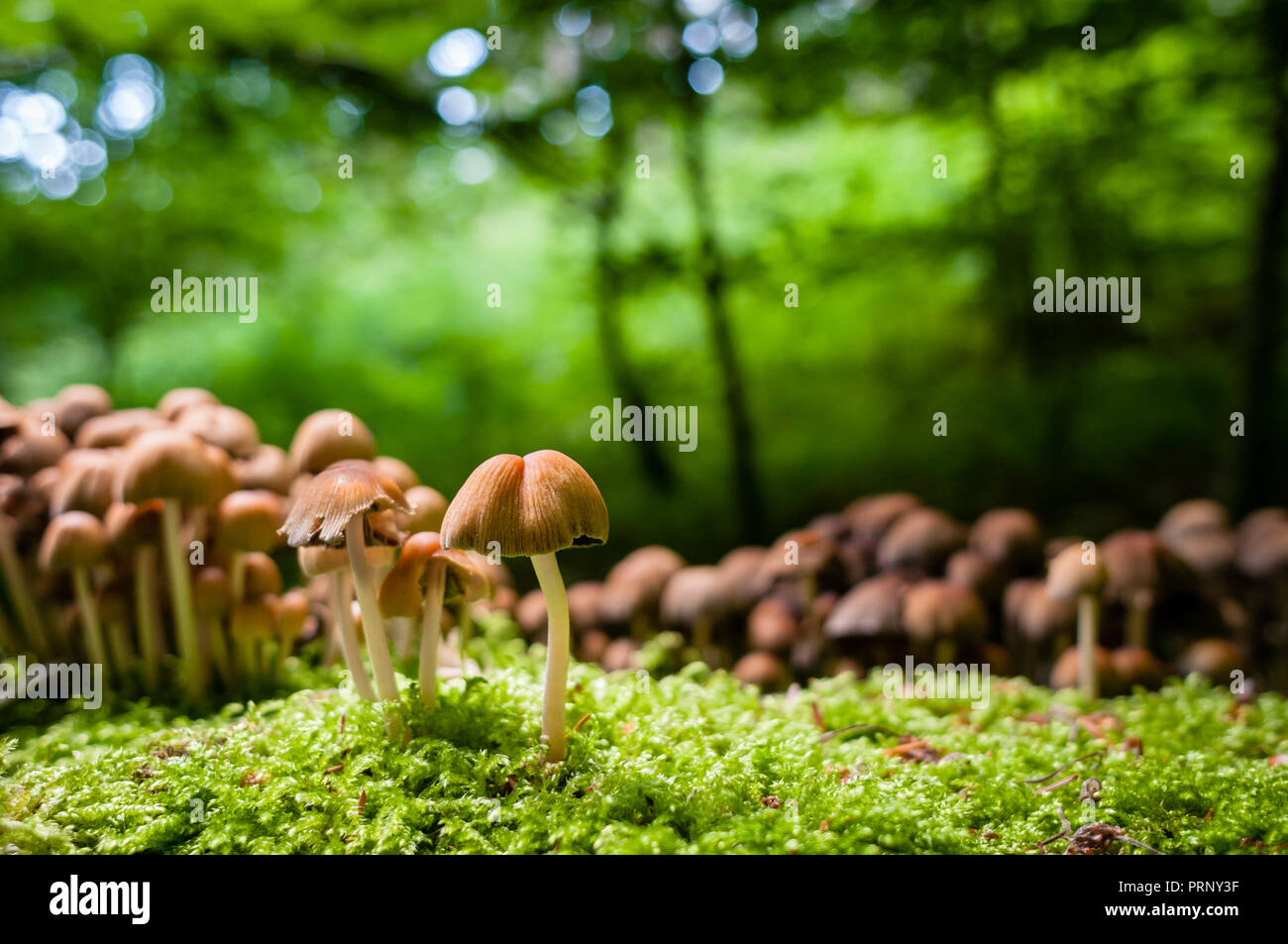 Gruppo di funghi e moss su arotten ceppo di albero nella foresta. Messa a fuoco selettiva. Foto Stock