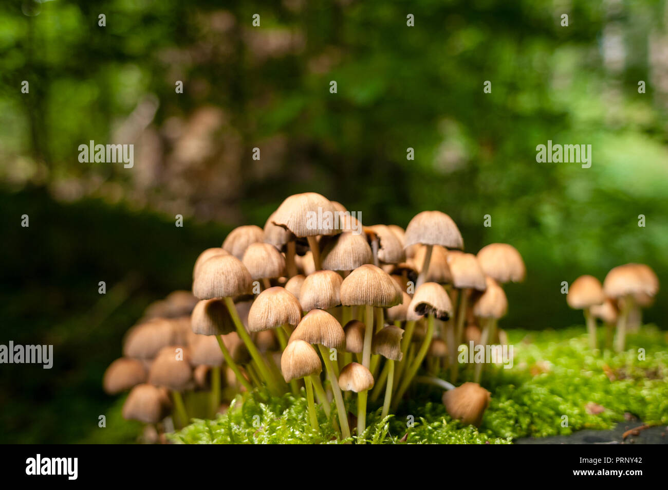 Gruppo di funghi e moss su arotten ceppo di albero nella foresta. La messa a fuoco selettiva. Foto Stock