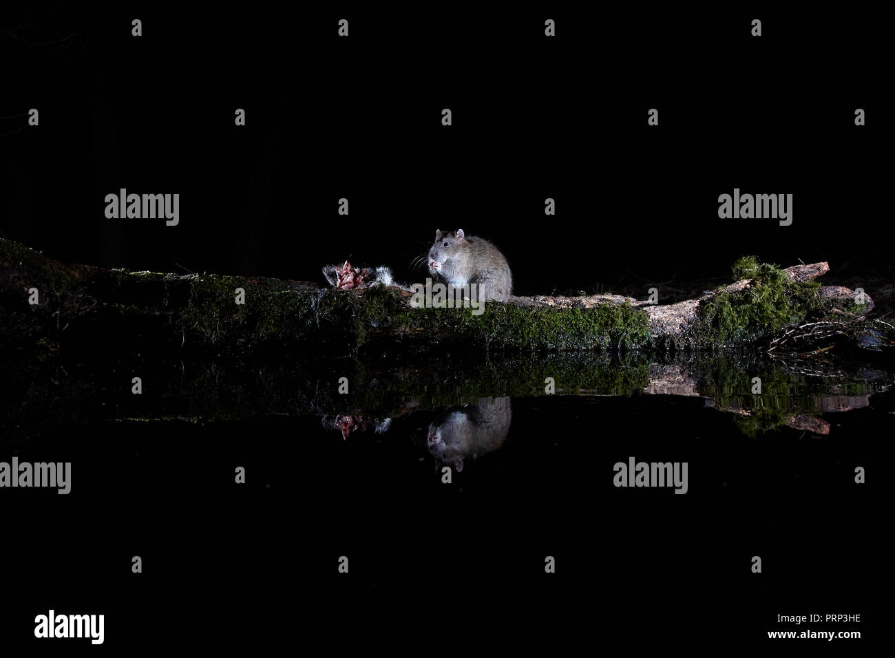 Due ratti marrone, Rattus norvegicus, mangiare carrion si riflette in una piscina. Fotografata utilizzando una reflex digitale remoto wildlife trappola della fotocamera e flash. Foto Stock