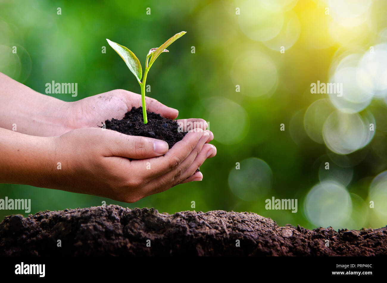 Ambiente per la Giornata della Terra nelle mani di alberi che crescono i semenzali. Bokeh sfondo verde femmina lato albero di trattenimento sulla natura di erba del campo della conservazione delle foreste Foto Stock