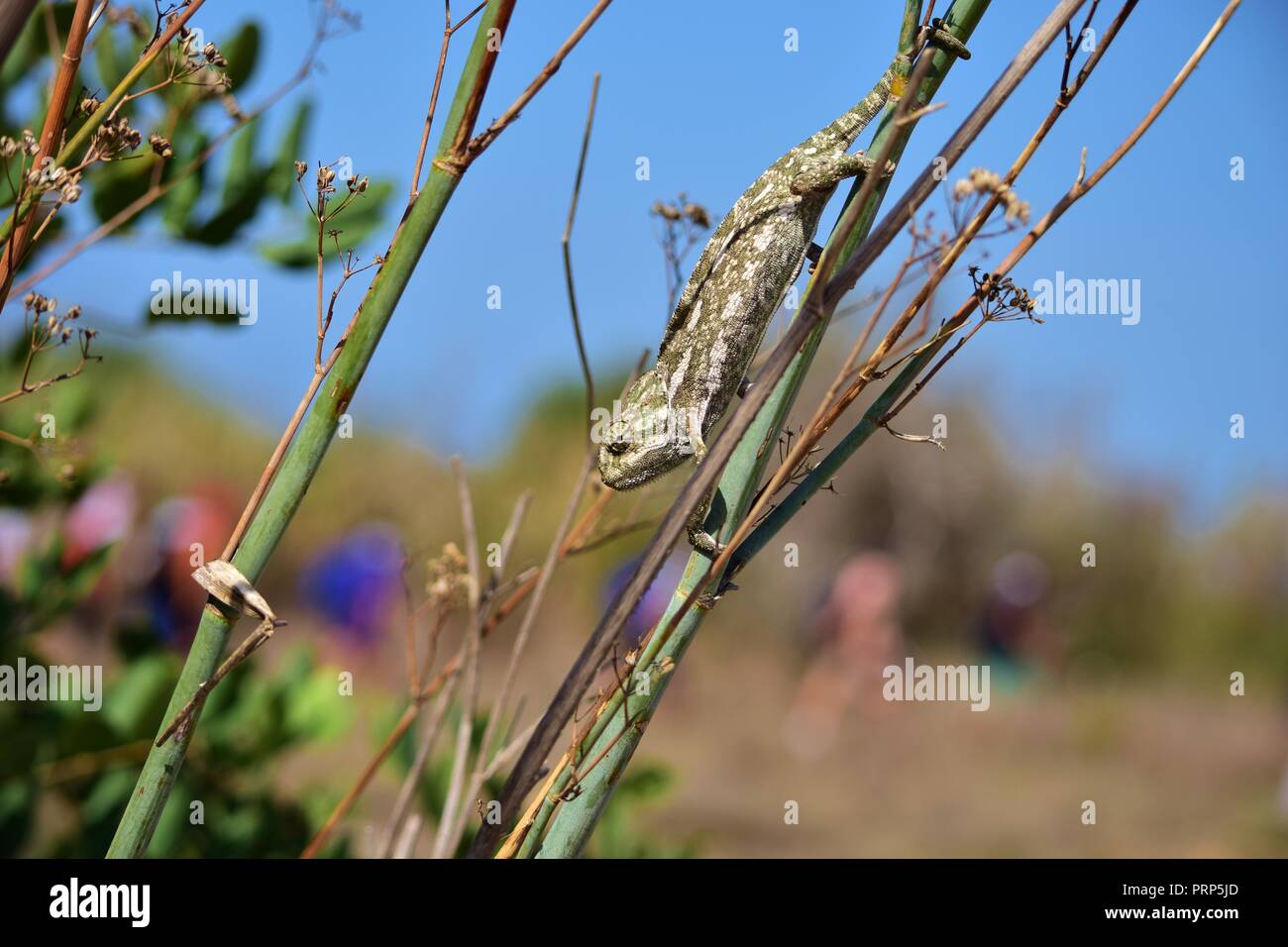 Mediterraneo Camaleonte comune nelle isole maltesi, equilibrio mentre si camminava verso il basso un secco ramo di finocchio, camouflage. Invasiva specie di rettili ora adattati. Foto Stock