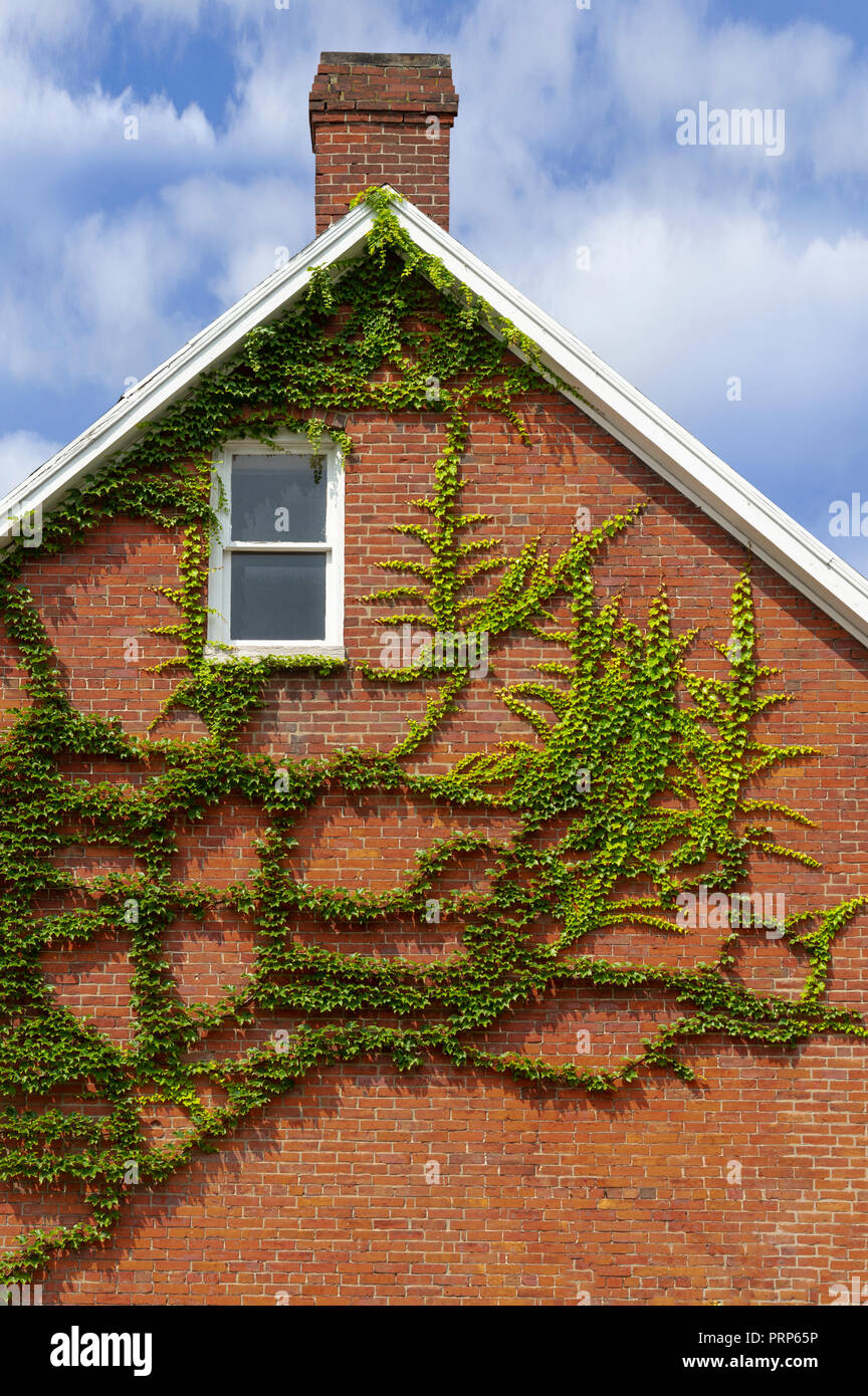 Verde edera sul lato della casa in mattoni rossi Foto Stock