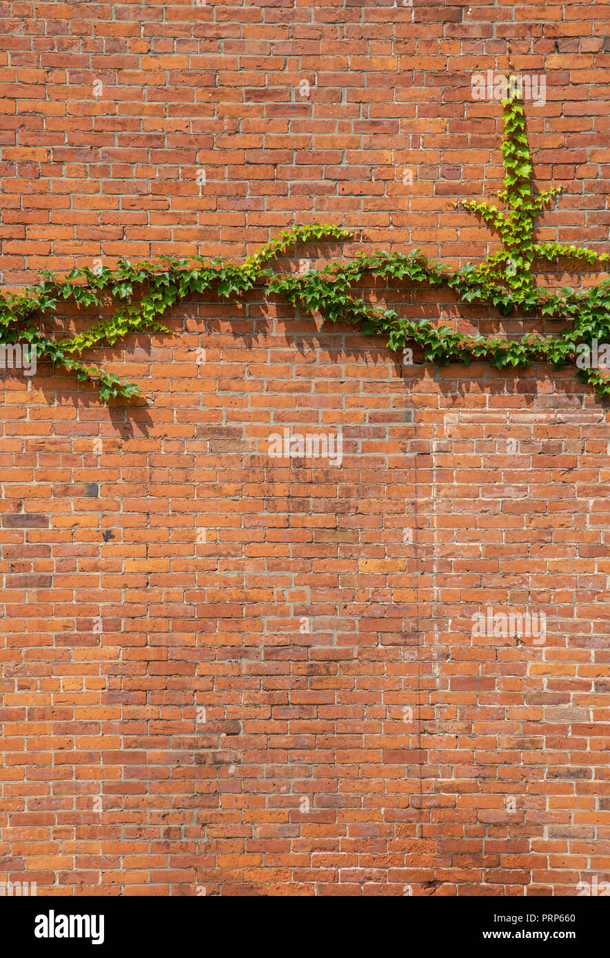 Verde edera sul lato della casa in mattoni rossi Foto Stock