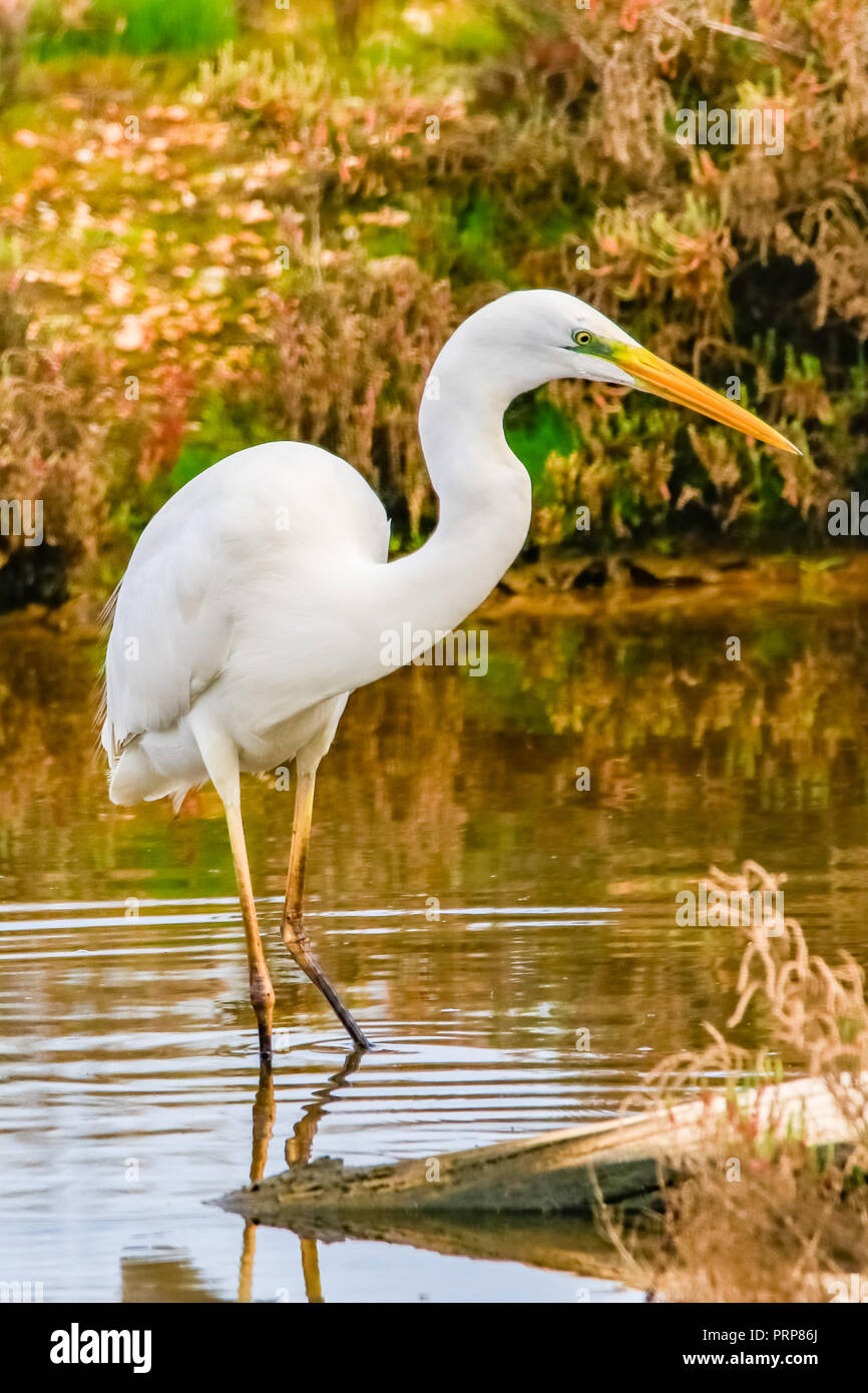 Airone bianco maggiore 'Ardea alba' nella riserva naturale di nome 'Marismas del Odiel' in Huelva, Andalusia, Spagna Foto Stock