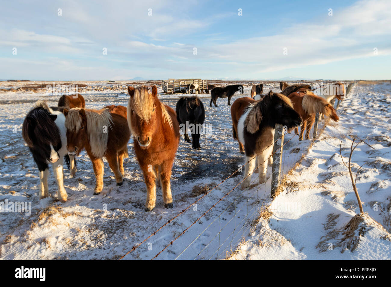 Un gruppo di cavalli islandesi dietro un filo spinato nella neve, Islanda Foto Stock