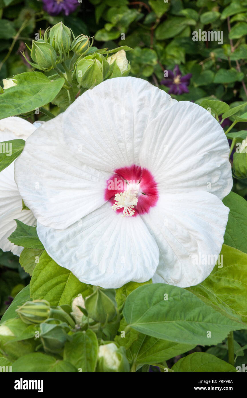 Close up di grandi bianchi fiori di ibisco con un centro di rosso. Foto Stock