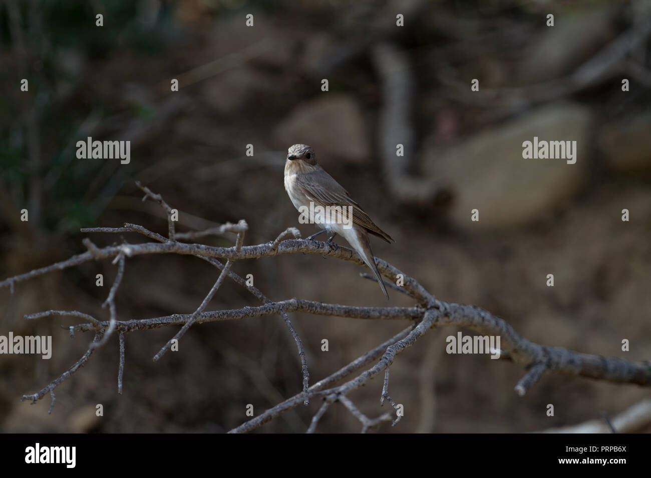 Flycatcher sul ramo. Sardegna. Italia Foto Stock