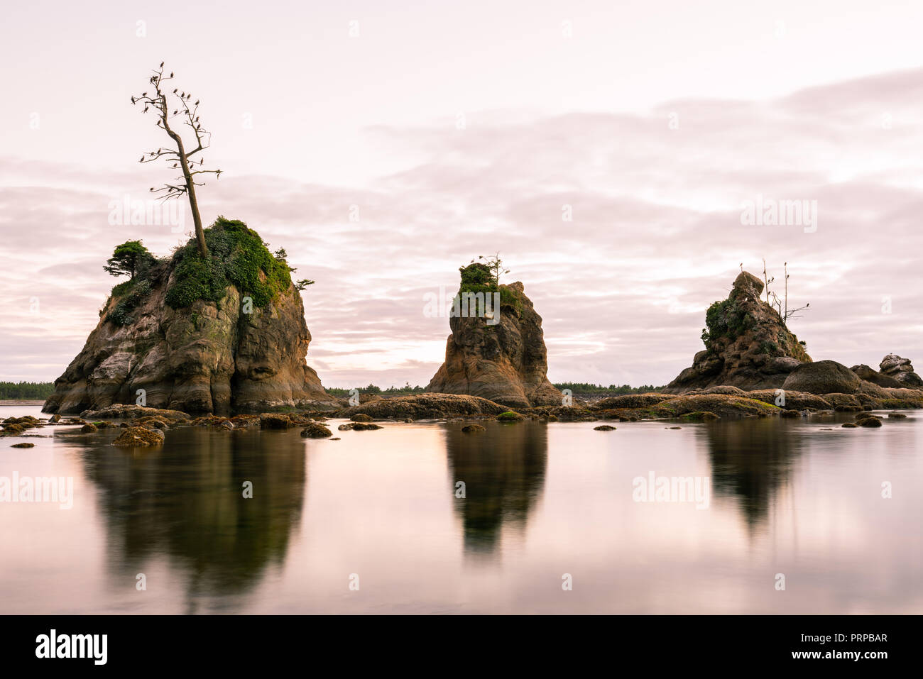 Le formazioni rocciose sporgenti dell'acqua a Tillamook bay, Oregon. Cormorano uccelli nidificano sugli alberi. Foto Stock