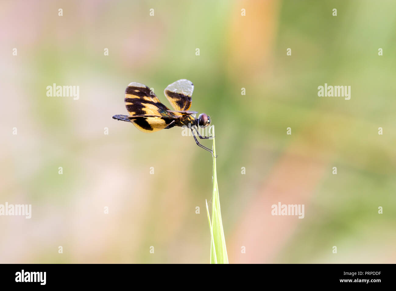 Golden Rhyothemis variegata dragonfly dal Kerala, India Foto Stock