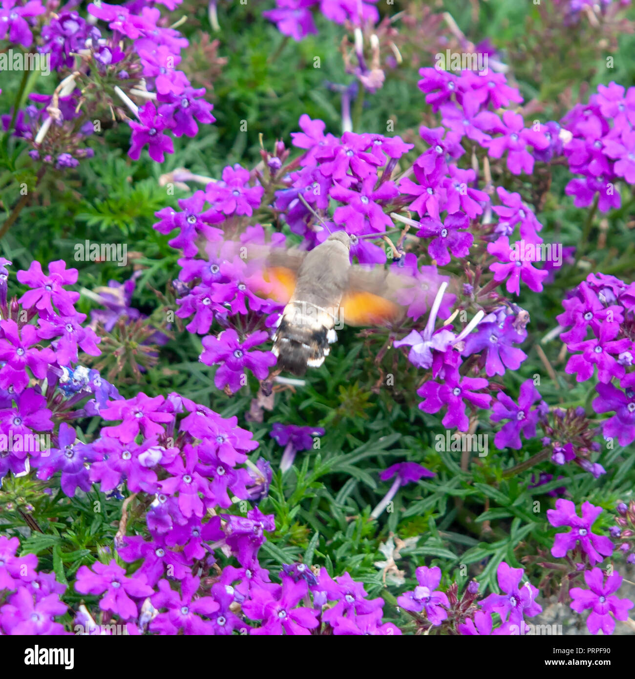 Hummingbird hawk-moth (Macroglossum stellatarum) alimentazione su Nectar. Fotografato a San Moritz, Svizzera nel settembre Foto Stock