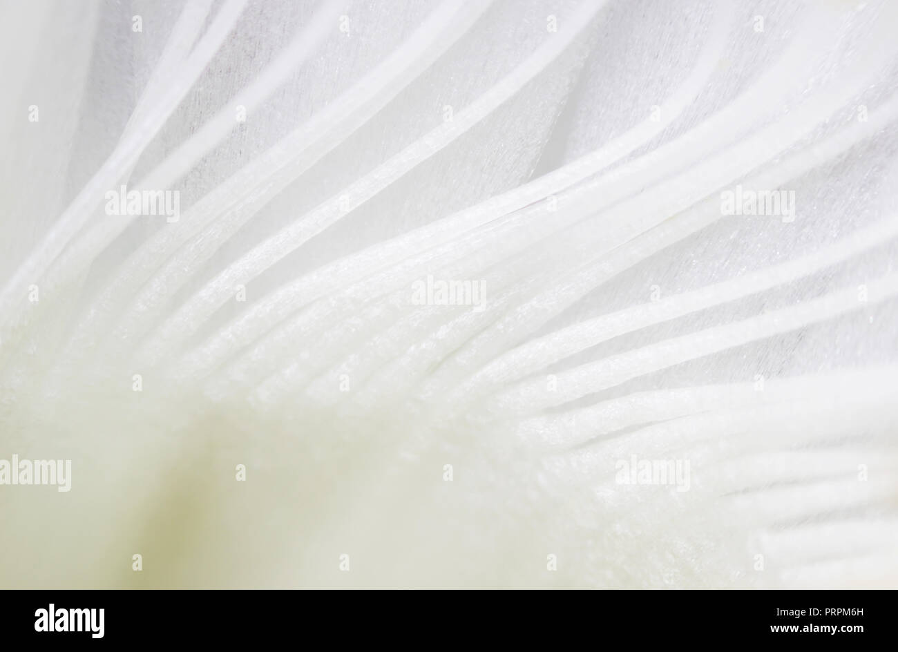 Impianto indoor fioritura bianco vecchio cactus echinopsis tubiflora su uno sfondo luminoso. stami all'interno del fiore. macro Foto Stock