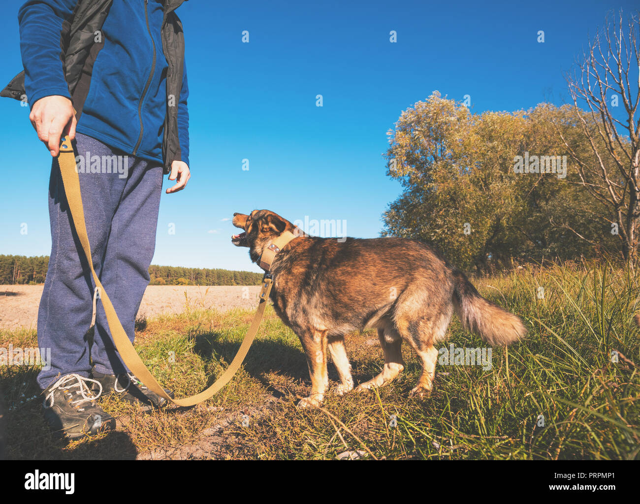 L'uomo con il cane passeggiate nel campo in autunno. L'uomo tiene il cane al guinzaglio Foto Stock