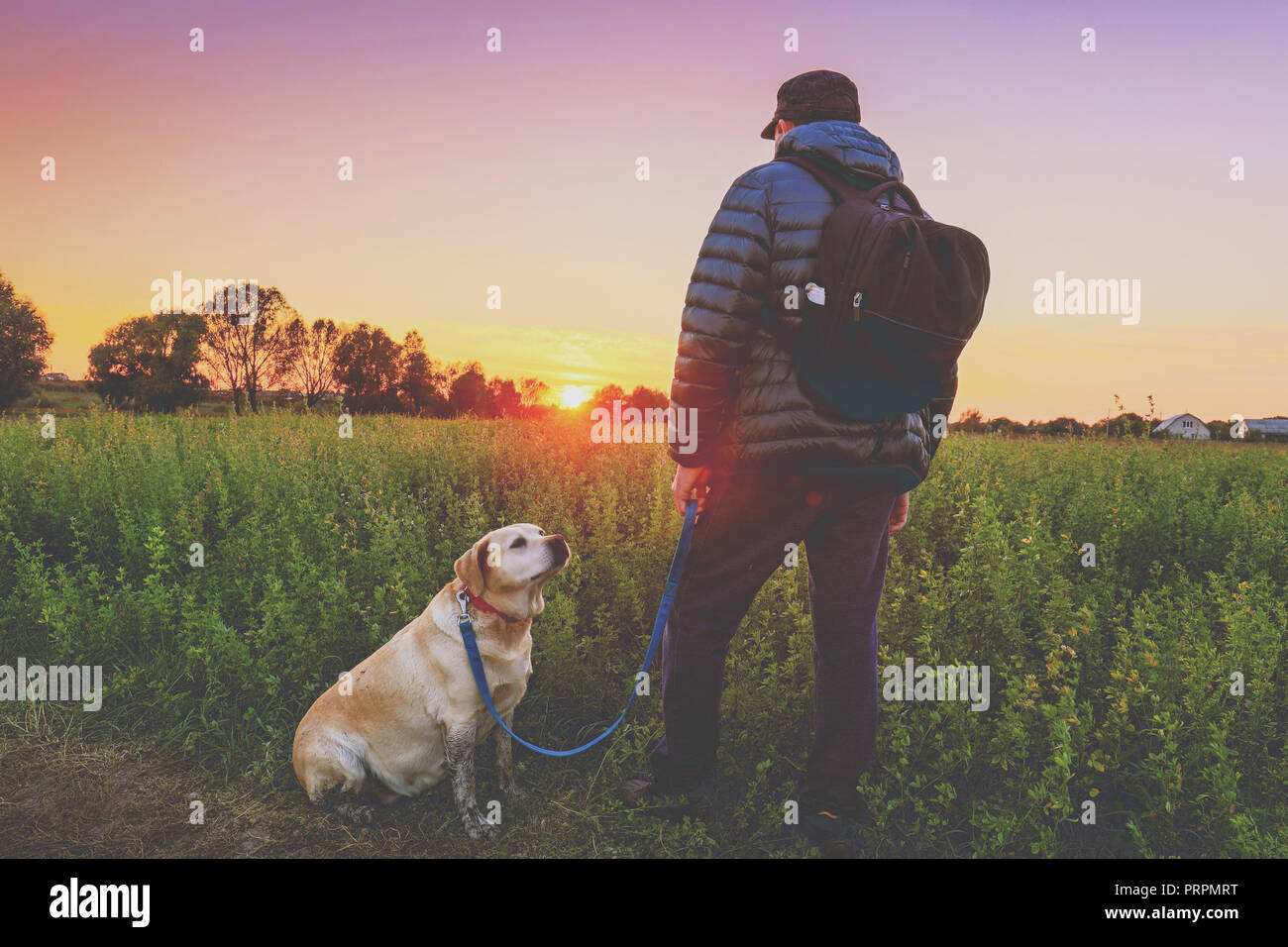 Un uomo con il Labrador retriever cane passeggiate nel campo in autunno. L'uomo tiene il cane al guinzaglio e guardando il tramonto Foto Stock