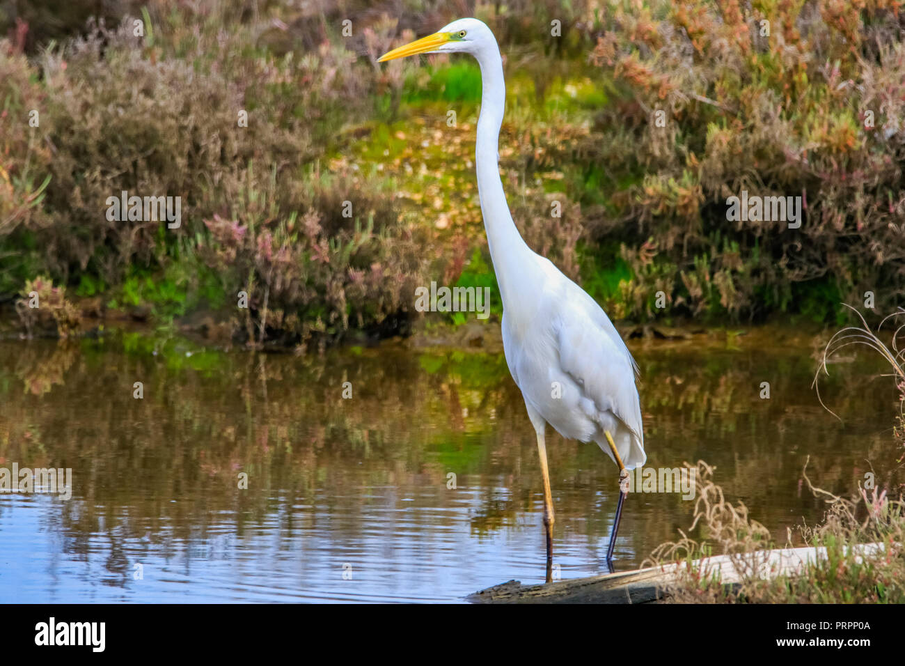 Airone bianco maggiore 'Ardea alba' nella riserva naturale di nome 'Marismas del Odiel' in Huelva, Andalusia, Spagna Foto Stock