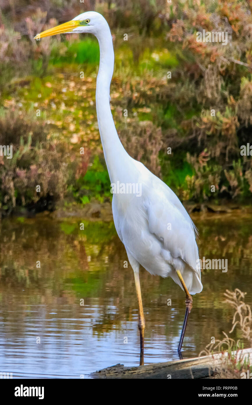 Airone bianco maggiore 'Ardea alba' nella riserva naturale di nome 'Marismas del Odiel' in Huelva, Andalusia, Spagna Foto Stock