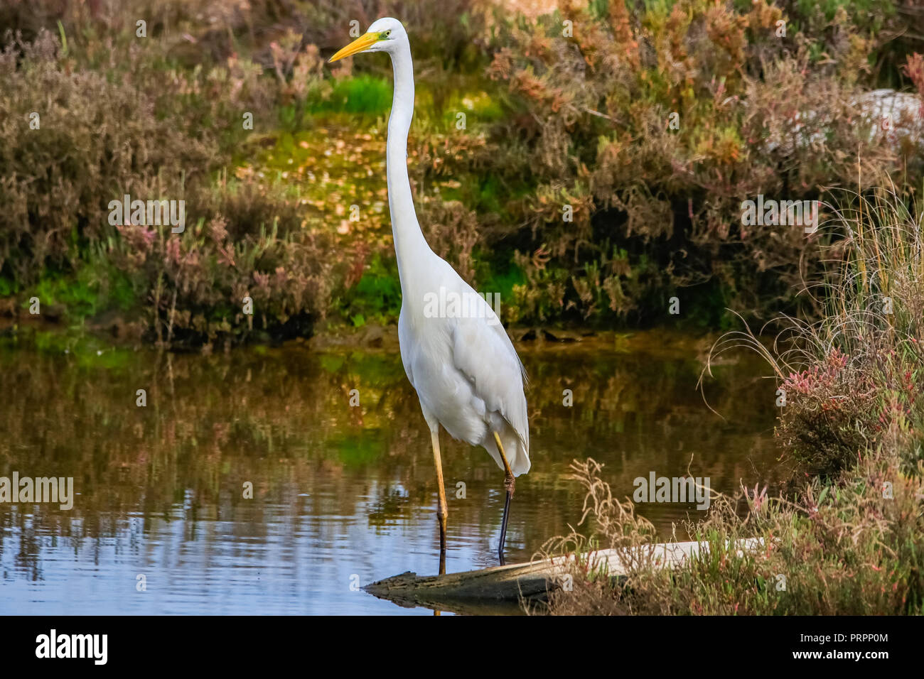 Airone bianco maggiore 'Ardea alba' nella riserva naturale di nome 'Marismas del Odiel' in Huelva, Andalusia, Spagna Foto Stock