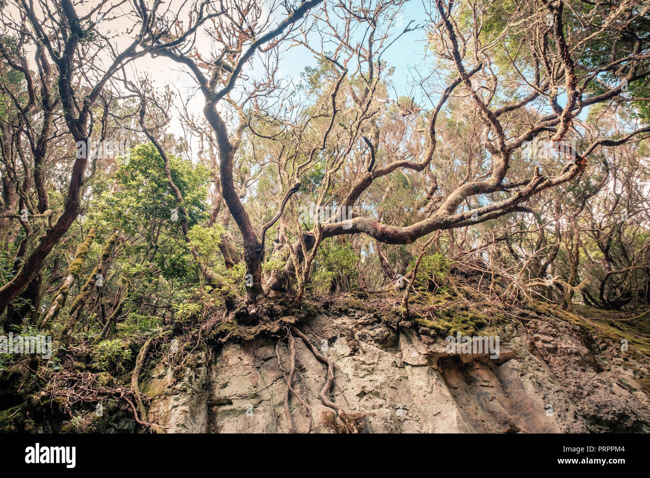 Albero di alloro e radici nella fitta foresta, Tenerife Foto Stock