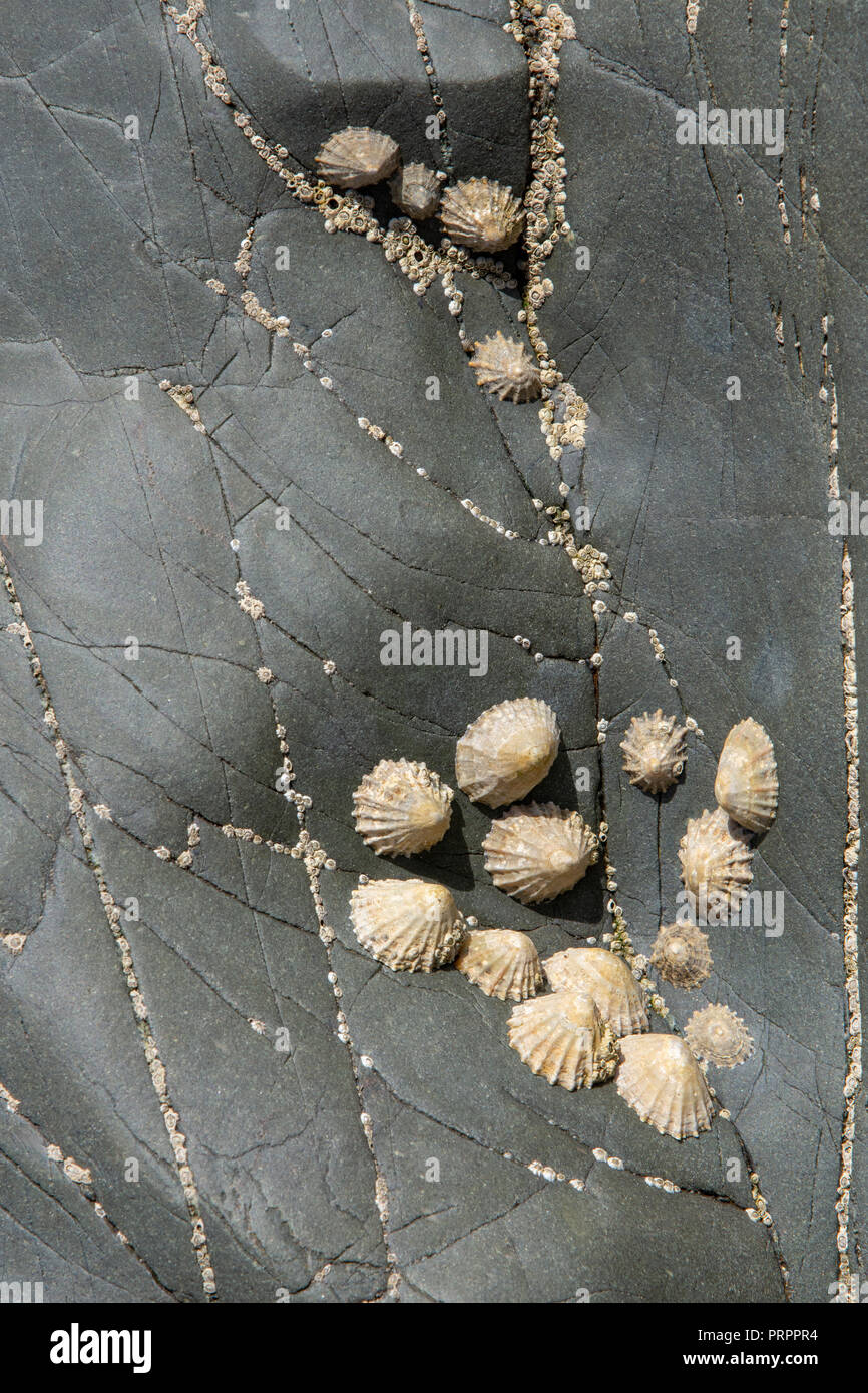 Le patelle comune (Patella vulgata) sul cuscino rocce laviche, Llanddwyn Bay, Anglesey Foto Stock