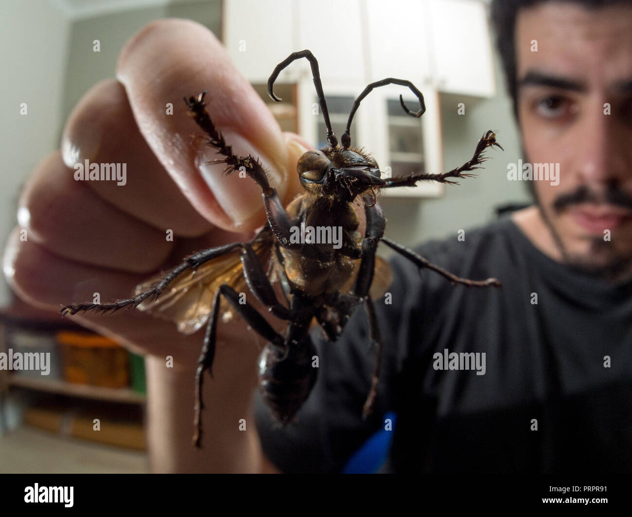 Tarantula hawk in mano, è un gigantesco wasp che caccia di ragni e depongono le uova su di loro, dalla famiglia Pompilidae, foto scattata con gli insetti trovati morti. Foto Stock