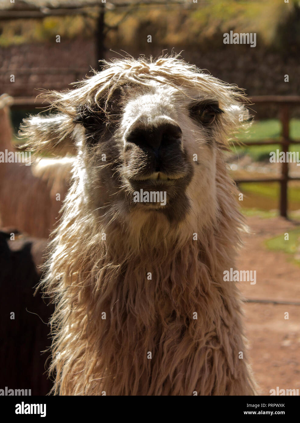 Un simpatico llama dal Perù Foto Stock