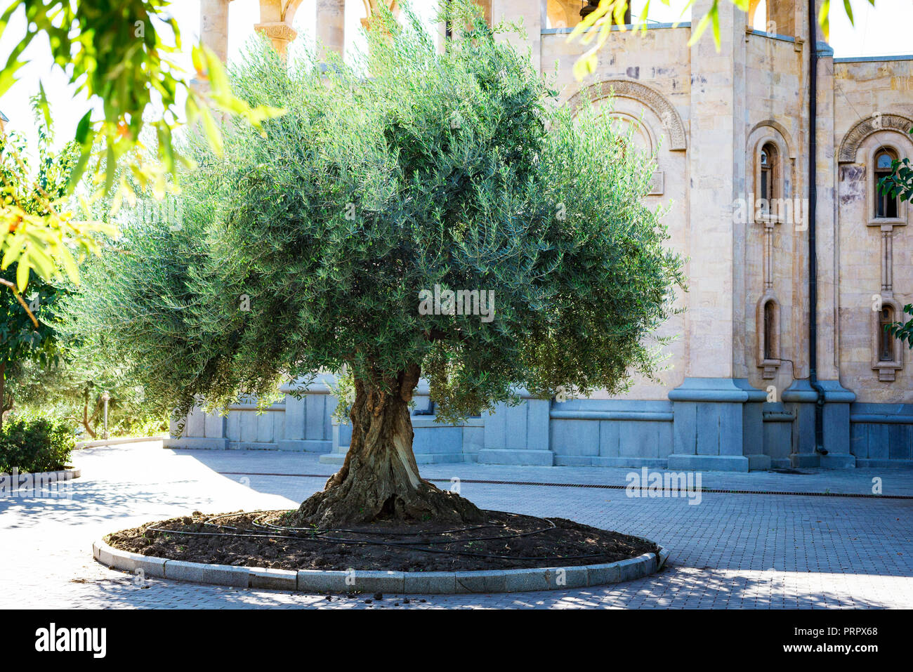 Albero di olivo nella recentemente costruire Santa Trinità Cattedrale di Tbilisi Foto Stock