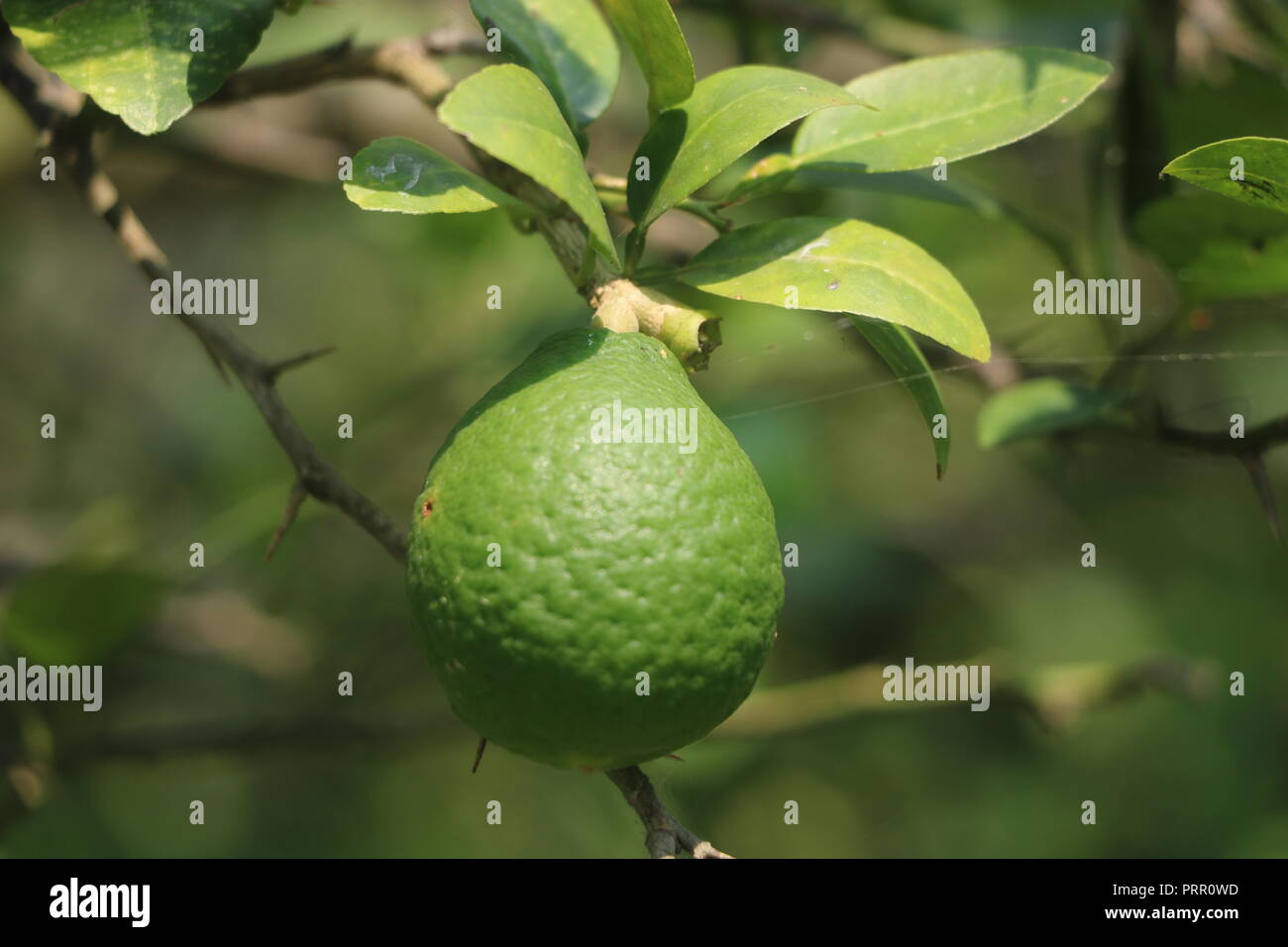 Limone verde sulla struttura ad albero Foto Stock