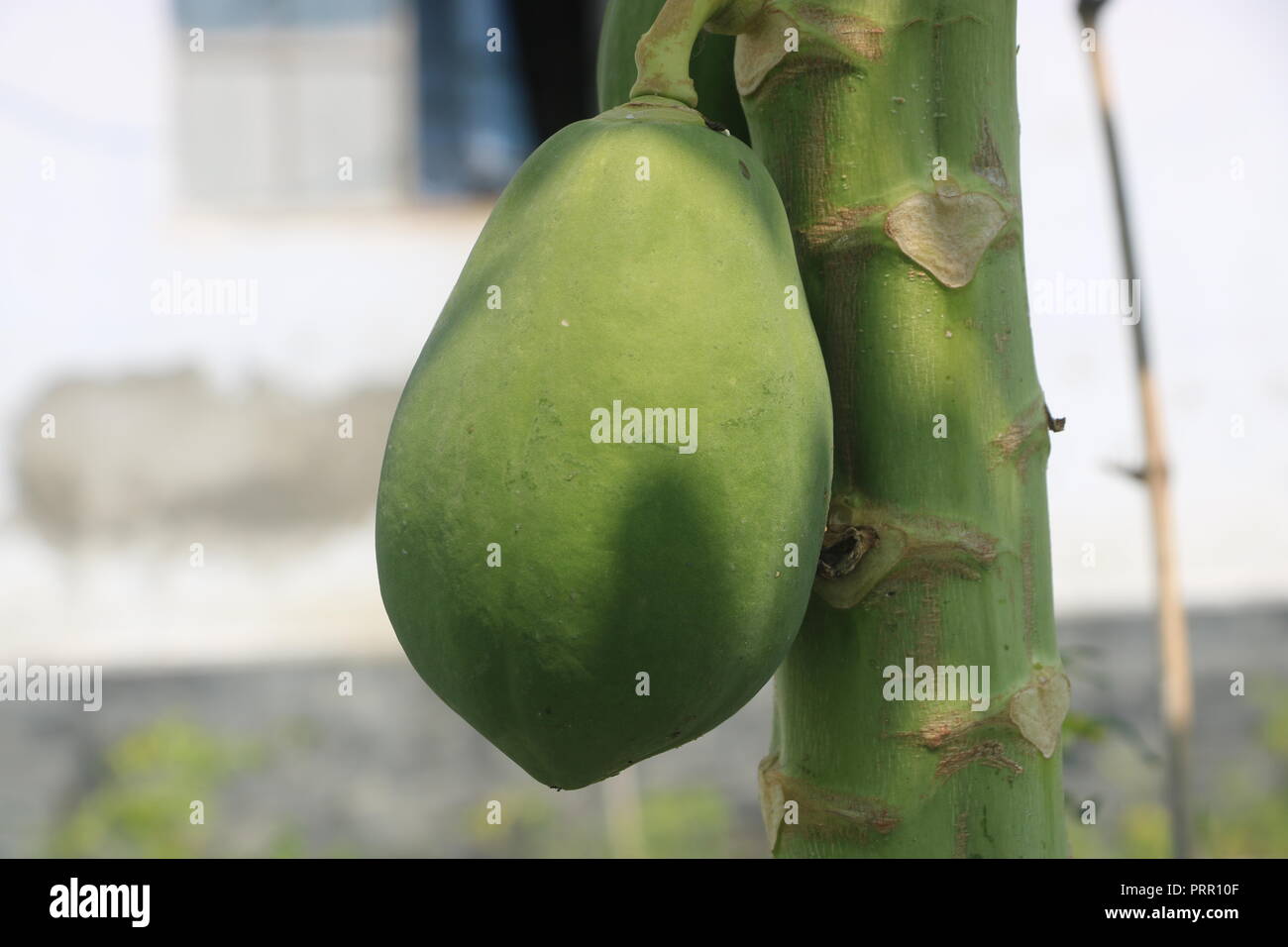 frutta della papaia Foto Stock