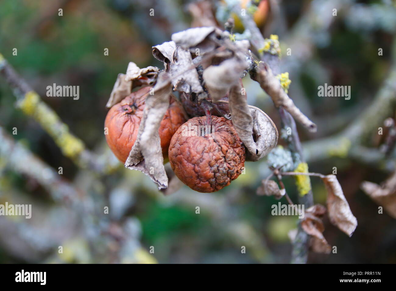 Vertrockneter Apfel mit trockenen Blättern, einem abgebrochenen Apfelbaum Ast Foto Stock