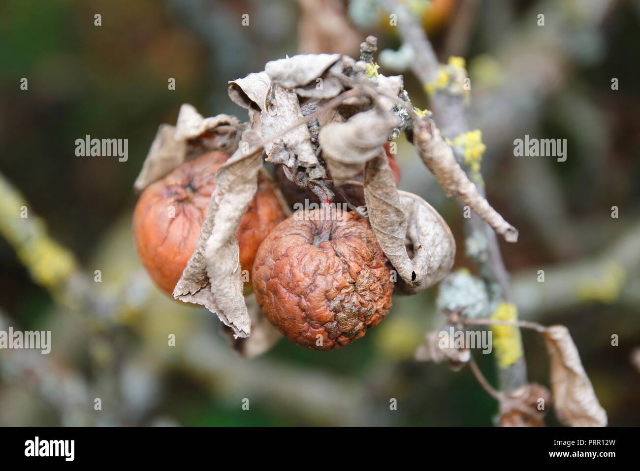 Vertrockneter Apfel mit trockenen Blättern, einem abgebrochenen Apfelbaum Ast Foto Stock