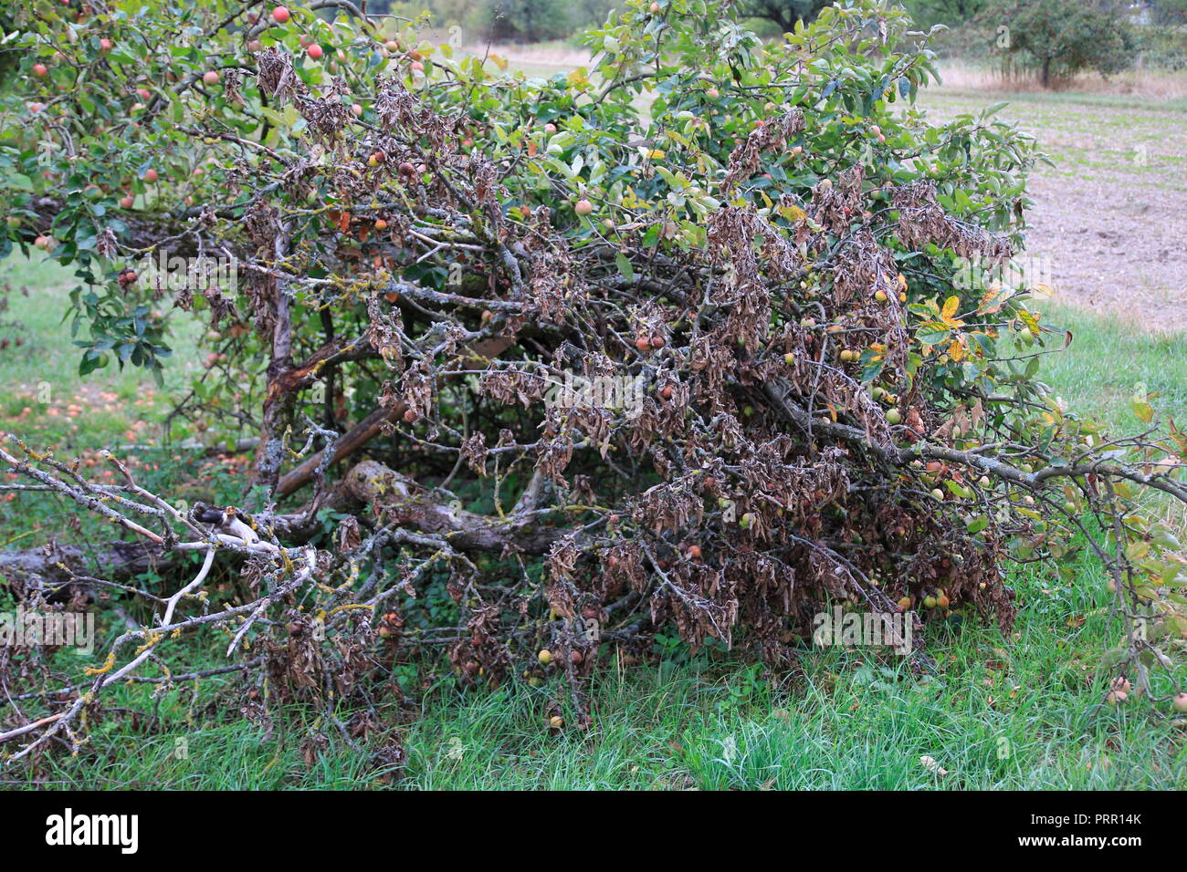 Vertrockneter Apfel mit trockenen Blättern, einem abgebrochenen Apfelbaum Ast Foto Stock