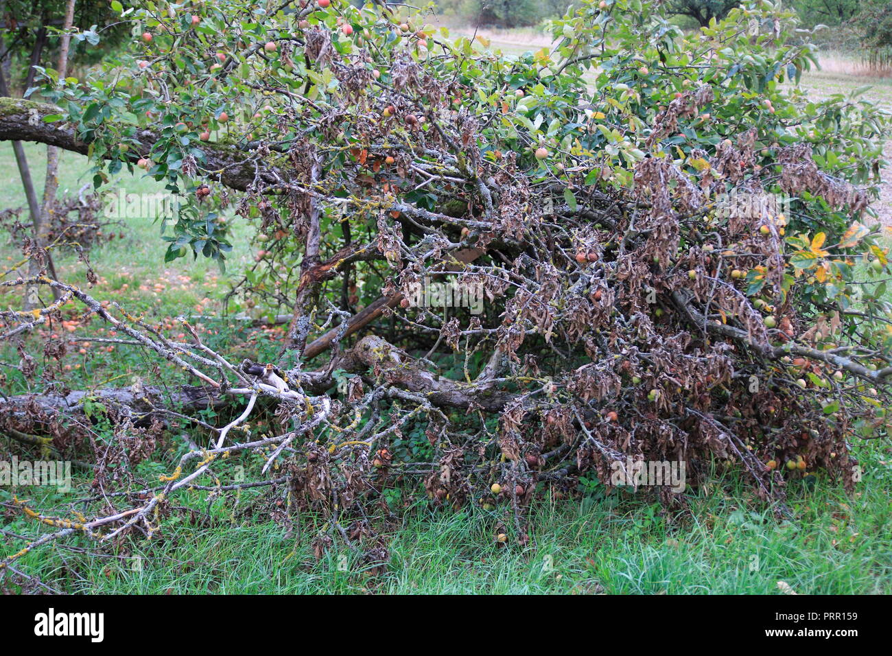 Vertrockneter Apfel mit trockenen Blättern, einem abgebrochenen Apfelbaum Ast Foto Stock