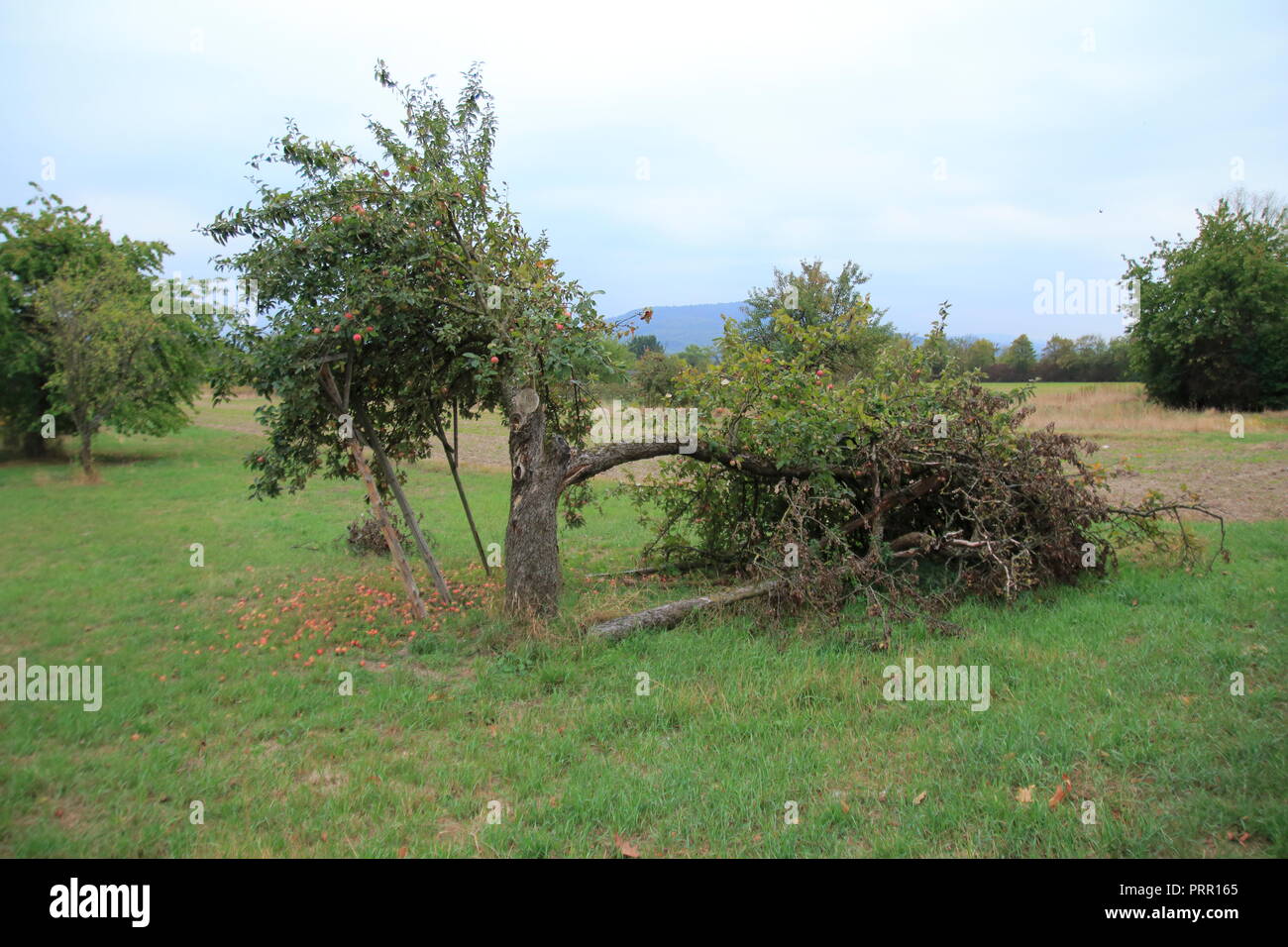 Vertrockneter Apfel mit trockenen Blättern, einem abgebrochenen Apfelbaum Ast Foto Stock