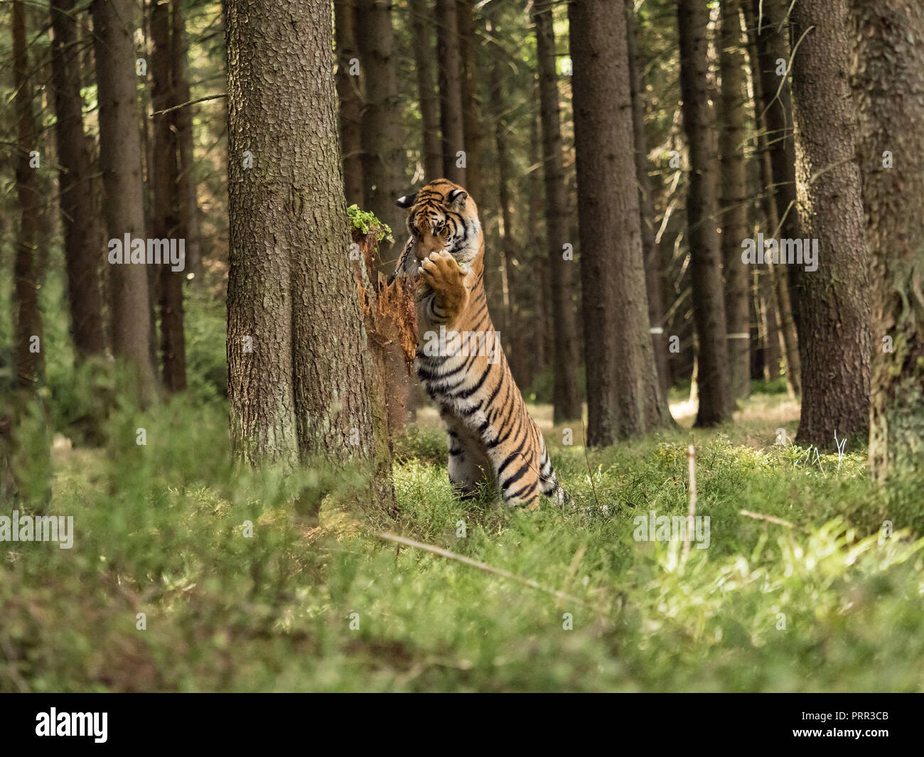 Ritratto di Tiger. Un grande tiger si arrampica su un albero in una foresta. Tigre nella natura selvaggia. Azione scena della fauna selvatica, pericolo animale. Splendida tigre siberiana in tajga. Foto Stock