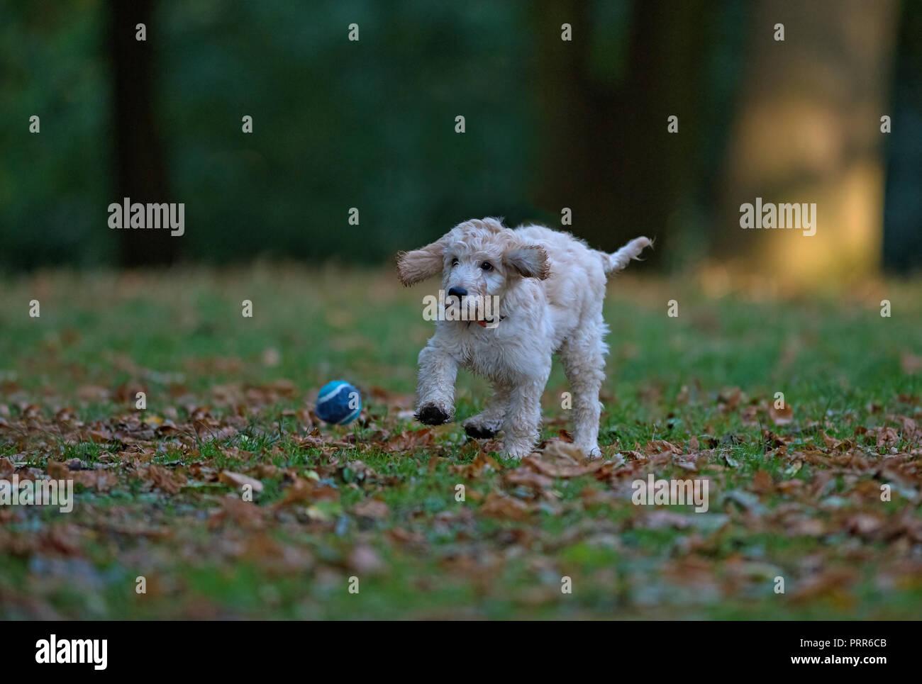Cucciolo Cockapooh-Canis lupus familiaris. Regno Unito Foto Stock