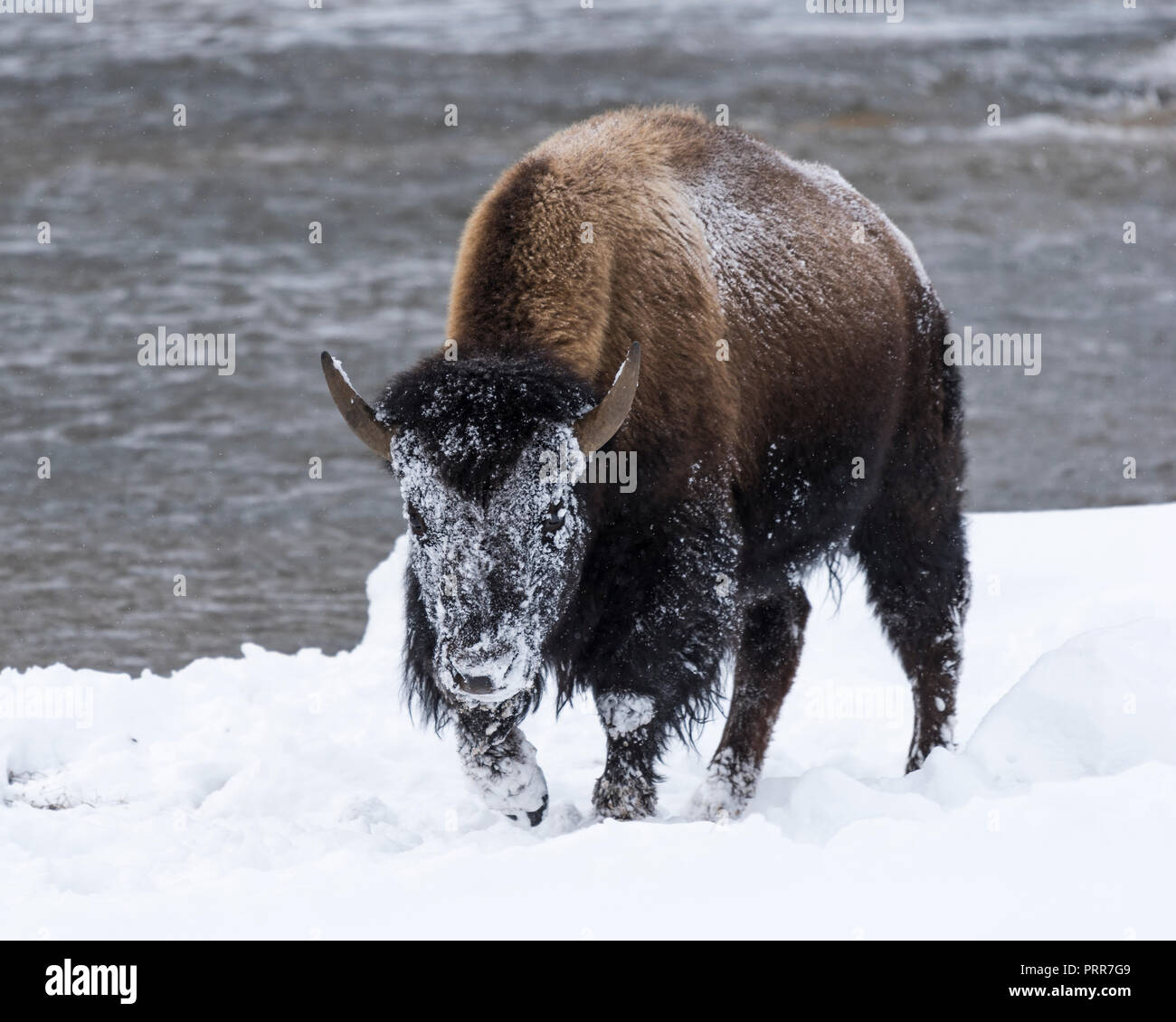 (Bison bison bison) comunemente chiamato Buffalo superstite del brutale inverno nel Parco Nazionale di Yellowstone, WY, STATI UNITI D'AMERICA. Foto Stock