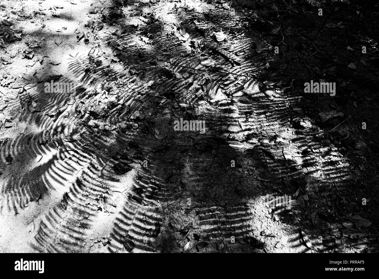 Il pattern di ombra di un albero gigante fern Angiopteris evecta, Sud Johnstone area camping, Wooroonooran National Park, Queensland Foto Stock