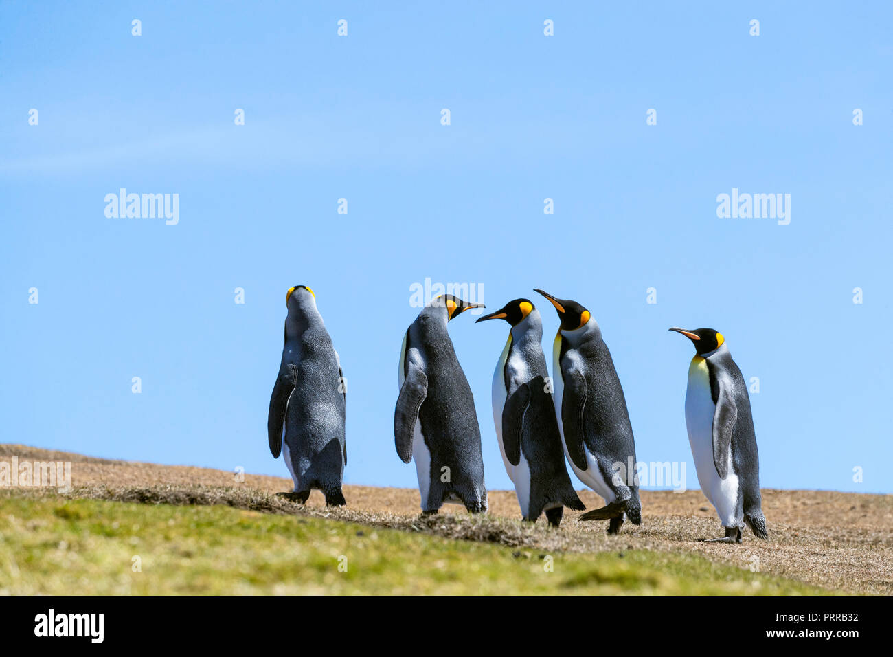 Un gruppo di pinguini re (Aptenodytes patagonicus), il pendolarismo home su pendii erbosi di Saunders Island, Falklands Foto Stock
