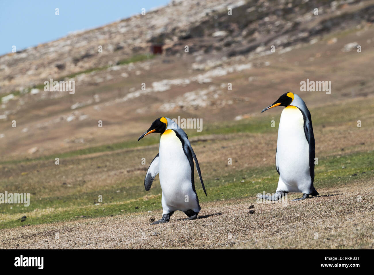 Adulto re pinguini, Aptenodytes patagonicus, Saunders Island, Falklands Foto Stock
