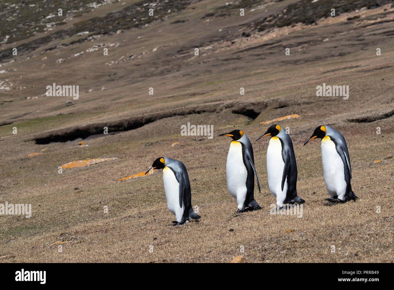 Adulto re pinguini (Aptenodytes patagonicus), voce torna al mare, Saunders Island, Falklands Foto Stock