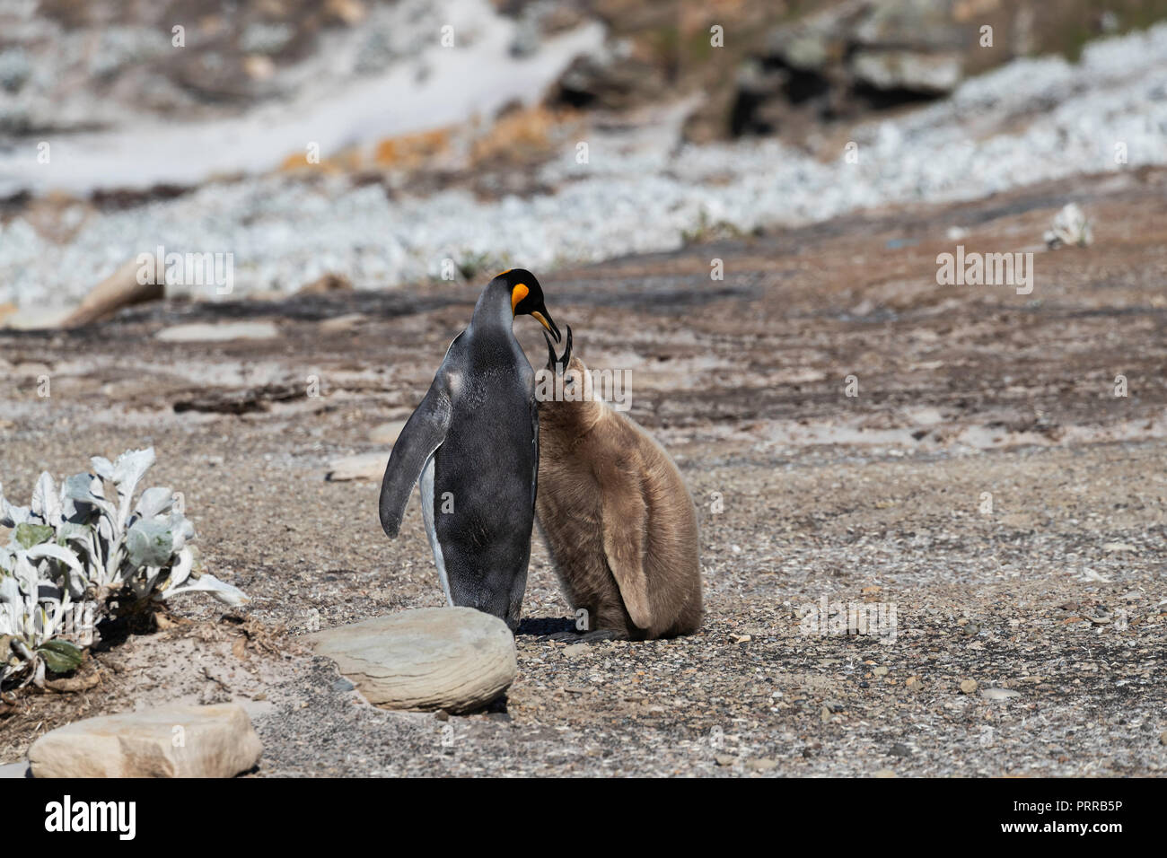 Adulto re pinguini, Aptenodytes patagonicus, alimentando okkum ragazzo Ceci su Saunders Island, Falklands Foto Stock