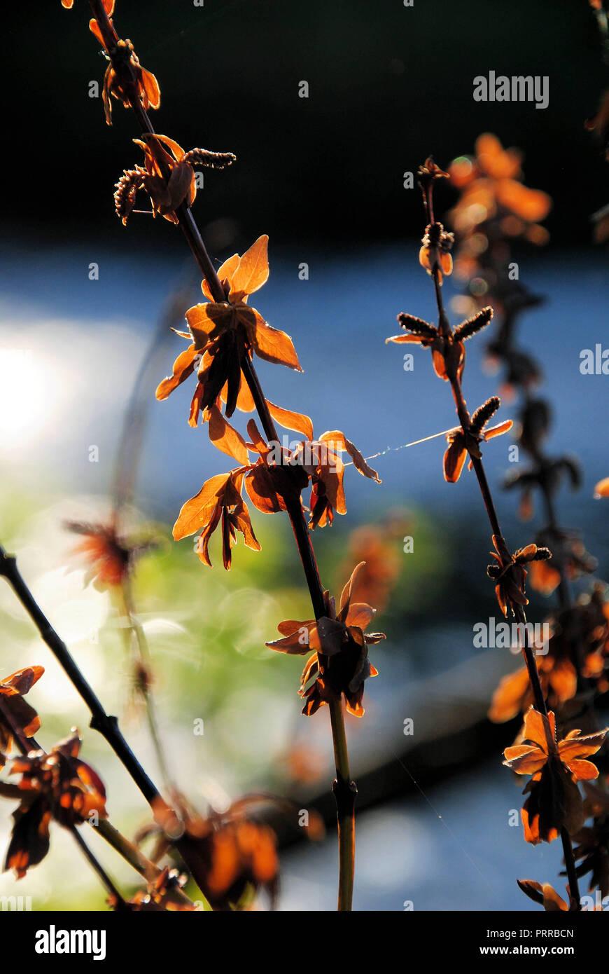 Un gruppo di marrone/arancio morto e fiori asciutti e foglie su steli, illuminata dal sole autunnale, in Quebec, Canada Foto Stock
