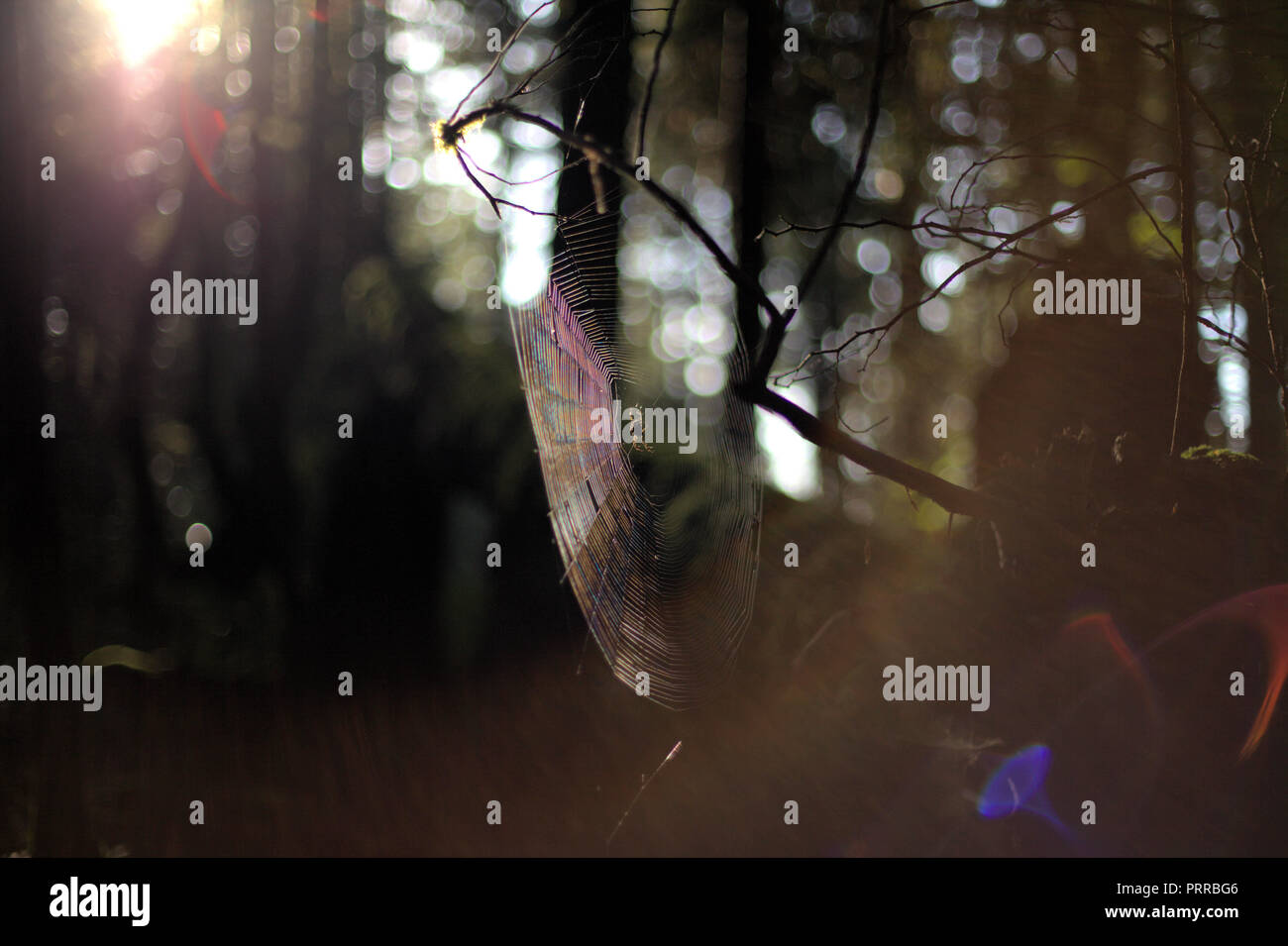 Un illuminato brown spider e la sua web la luminosa luce del mattino, su una oscura foresta nera, sfondo bokeh di fondo con effetto, in autunno, BC, Canada Foto Stock