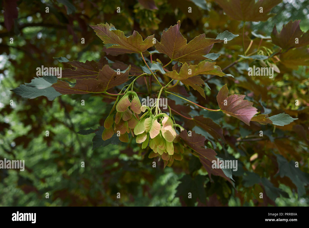 Acer pseudoplatanus atropurpureum Foto Stock