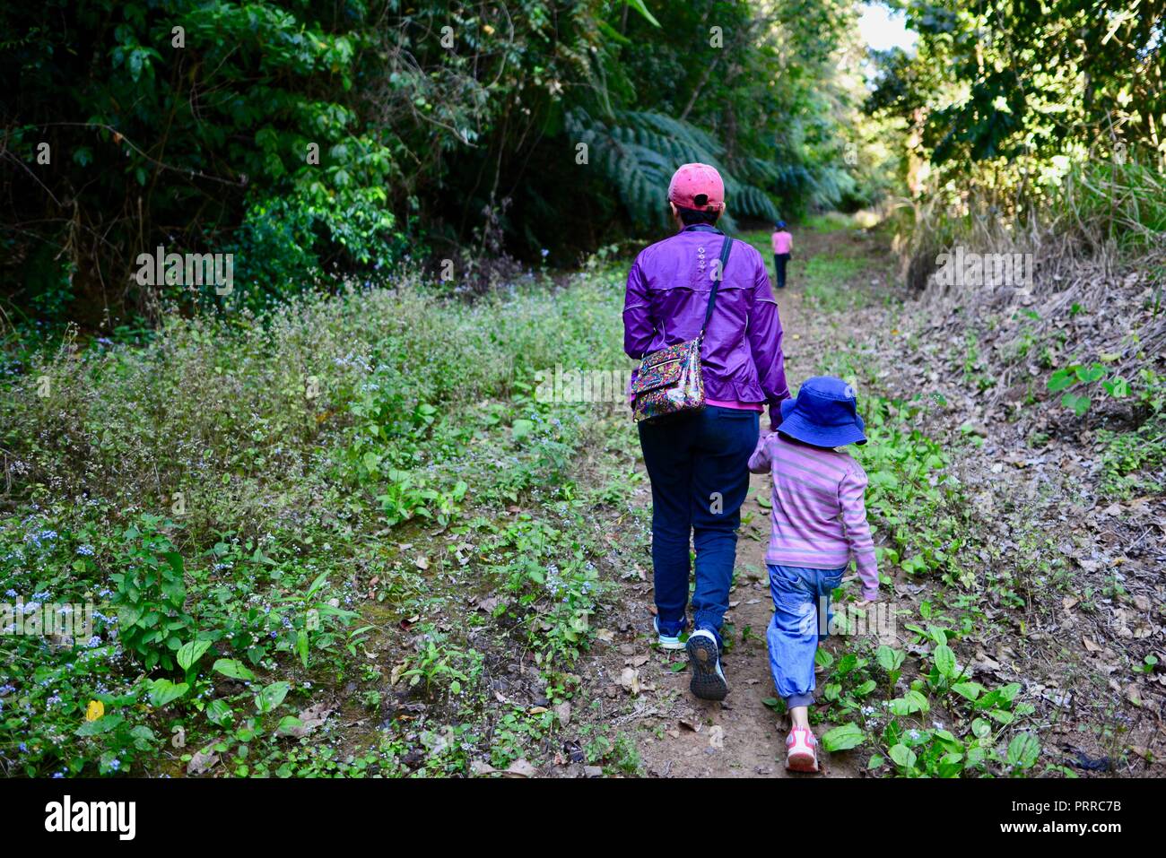 Una madre cammina la sua scuola di età bambini escursioni attraverso una foresta di Palmerston Doongan Wooroonooran National Park, Queensland, Australia Foto Stock